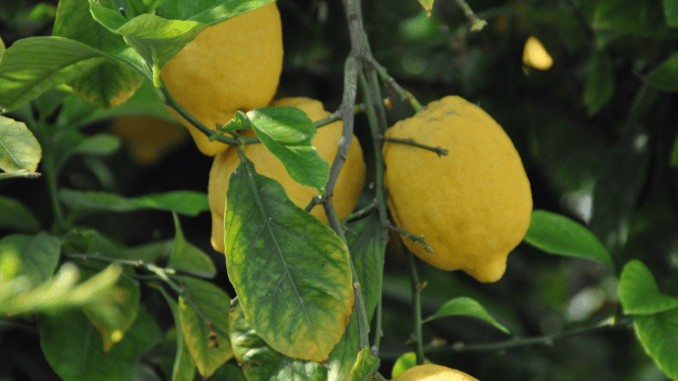 potatura del limone